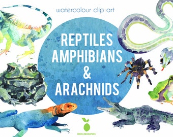 Watercolour Reptiles clipart, Amphibians, Snakes clipart, spiders clipart, Iguana, Toad, Lizards, Frogs, Crocodile clipart, Tarantula