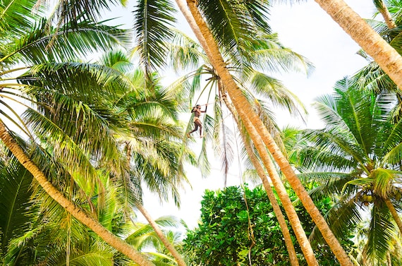 TREE MAN. Sri Lanka, Travel Photography, Limited Edition, Photographic Print, Palm Trees.