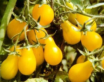 Tomato Single seed pack