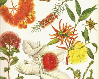 Vintage 1970 Color Art Print Wild Flowers Original Book PLATE 138 Beautiful Large Orange Red Yellow Fluffy Flowers Tree Garden Plants
