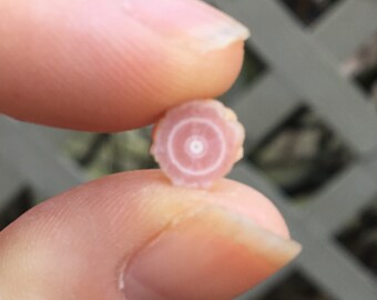 Rhodochrosite Stalactite Slice