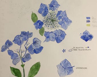 Hydrangea vivid blue (rare)