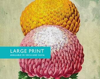 Chrysanthemum Print Chrysanthemum art botanical print flower kitchen decor floral print floral wall decor wall art - Large Giclee