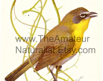 Vintage Bird Illustration, Yellow-Breasted Chat, Antique Print, Digital Download