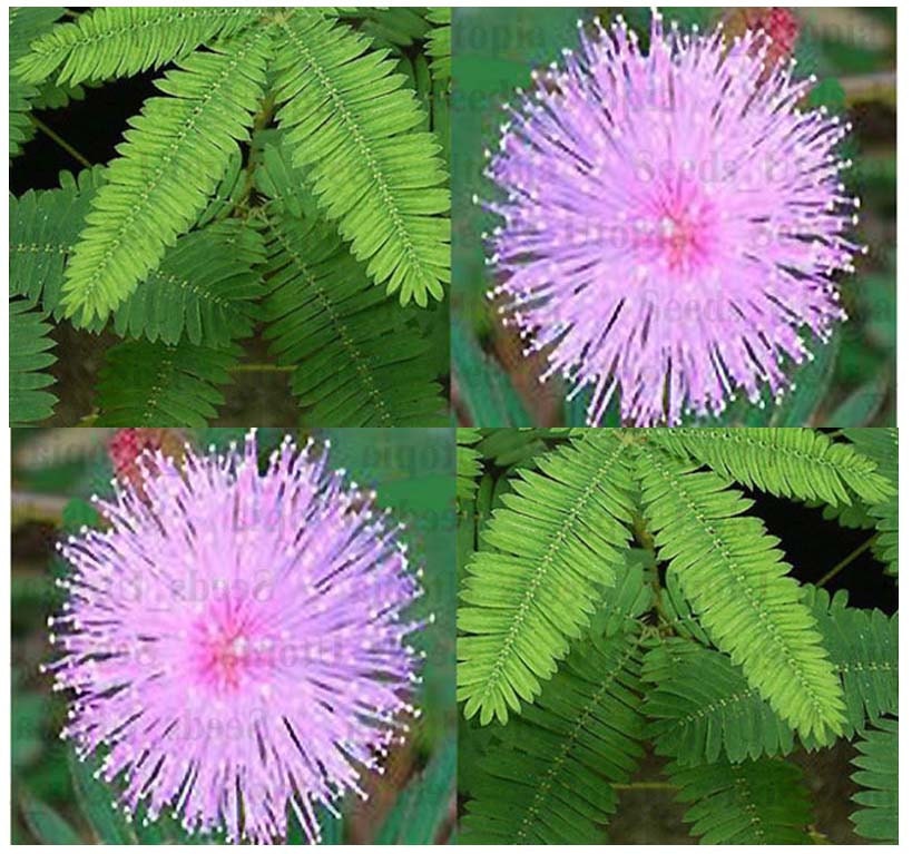 SENSITIVE PLANT Flower Seeds Sensitive To TOUCH Schrankia