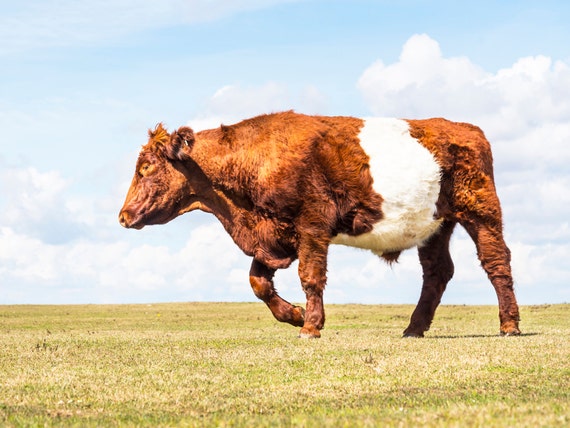 A COWS LIFE. Cow Print, Animal Picture, New Forest Print, Wildlife Picture, Cattle Print, Limited Edition Print, Photographic Print.