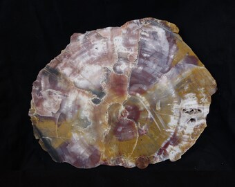 Araucaria Petrified Wood Slab (Arizona Old Stock)