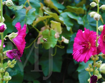 Wadulisi in the Hollyhocks (print)