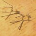 Sterling Prong Earring Blanks