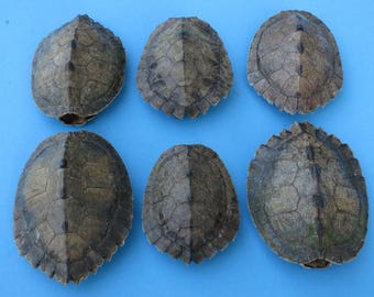 Preserved Map Turtle Shell (EA)