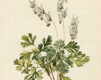 Vintage 1953 Dutchman's Breeches Wildflower Plant, Botanical, Floral Print for Framing, American Wildflower, PInk Blossoms