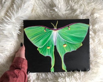 Luna Moth Acrylic Painting