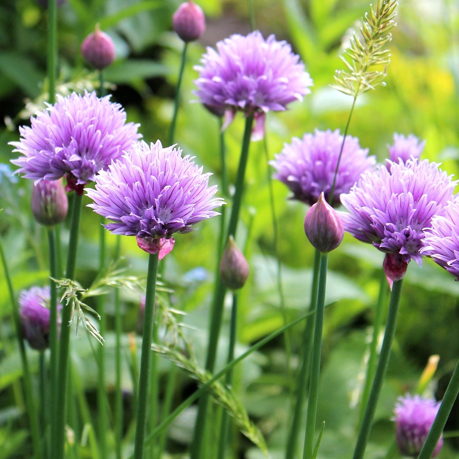Allium Duo