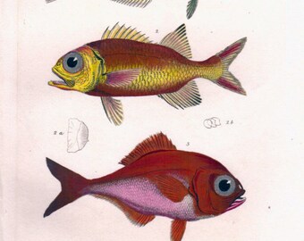 1834 Antique Fish Print, Red Bream, Soldierfish, Marine, Ocean Decor, Sea Life, Beach Decor, Vintage Fish Print, Nautical Art, Cuvier
