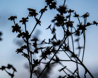 silhouette of flower- print