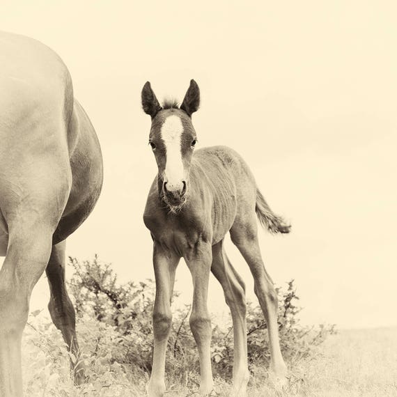 NEWBORN. Foal Print, Equine Prints, Horse photography, New Forest Foal, Limited Edition Print, Photographic Print