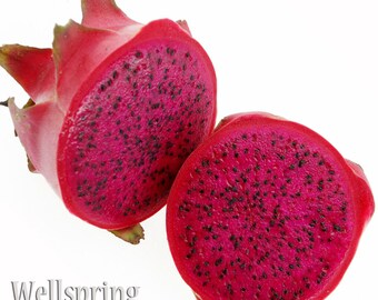 DRAGON FRUIT Hylocereus guatemalensis Live Plant American Beauty Red