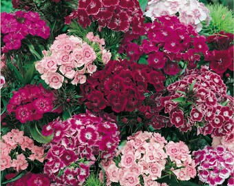 Sweet William - Tall Double Mixed Colors - Heirloom - Wonderful Aroma - 25 Seeds