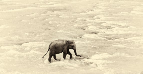 RIVER ELEPHANTS 5. Elephant print, Sri Lanka, Giclee Print, Limited Edition Print, Wildlife Photography