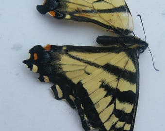 Canadian Tiger Swallowtail Butterfly