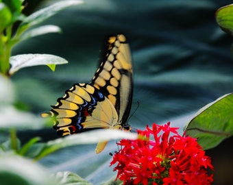 Butterfly Art Print, Butterfly Wall Art, Nature Photography, Butterfly Home Decor, Fine Art Photo, Large Wall Art, Spring Art, FREE SHIPPING