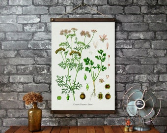 Coriander Botanical Chart / Wood Poster Hangers with Canvas Fabric Print / Vintage Pull Down Chart Reproduction / Wall Hanging /Brass