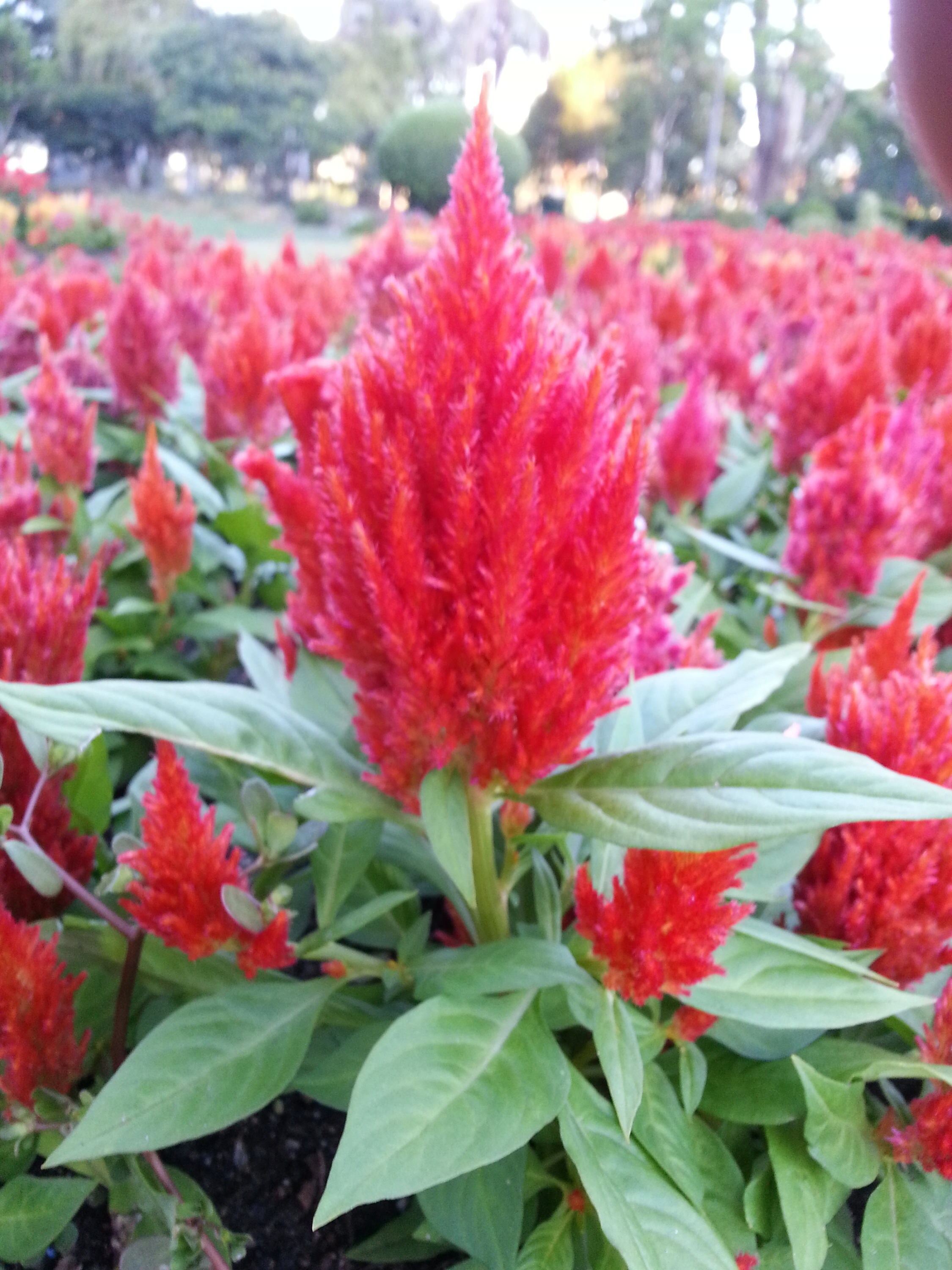 Целозия Plumosa