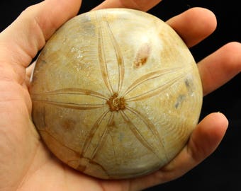 Large Fossilized Sand Dollar (240 grams, Madagascar) Real / Natural Fossil Specimen #SDOLLA12