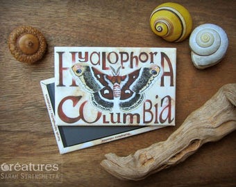 Magnet Hyalophora columbia - Butterfly moth with watercolor