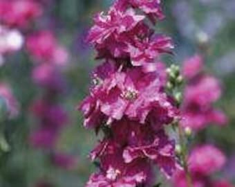 PBDLS)~SUBLIME BRIGHT Carmine Larkspur~Seeds!!!!~~~~Outstanding!!