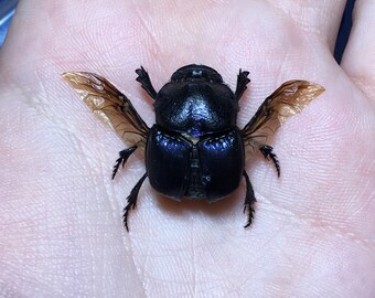 Spread Phanaeus Quadridens Scarab Dung Beetle