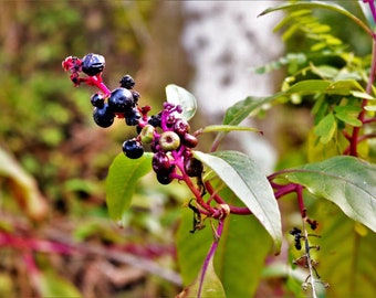 Elderberry