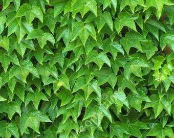 Organic Boston Ivy Green Showers - Strong-Growing, Self-Clinging plant