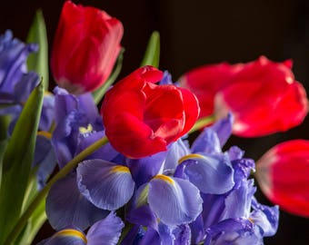 Flowers Red Tulips and Iris poster wall art