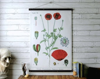 Poppy Botanical Chart / Vintage Pull Down Chart Reproduction / Canvas Fabric Print / Oak Wood Poster Hangers and Brass / Wall Hanging