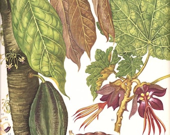 Botanical Print Vintage 1970 Color Art Print Wild Flowers Book PLATE 177 Beautiful Large Cacao Plant Fruit Hand Tree Tropical Garden