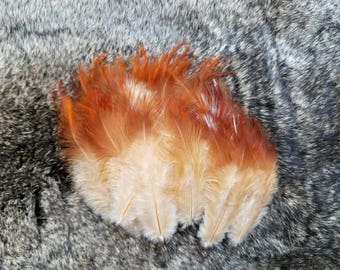 Rooster Plumage Feathers - Lot of 75 - Natural Gold Brown