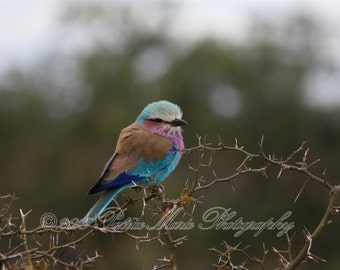 Lilac-Breasted Roller