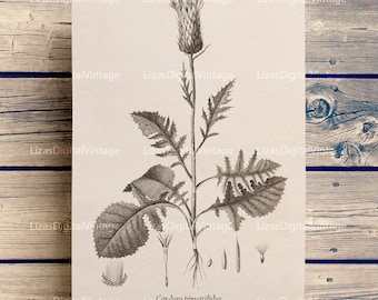 Botanical print, Printable artwork, Botanical illustration, Vintage graphics, Thistle clip art, Thistle print, Botanical PNG JPG 300dpi