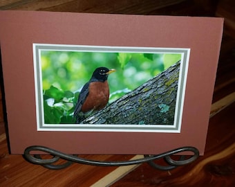 Spring Robin