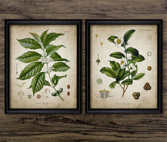 Tea & Coffee Plant Print Set Of 2