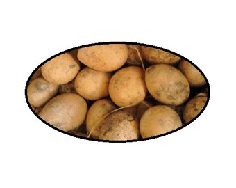 12 Egg Gourds and Seeds Decorate or Grow Your Own