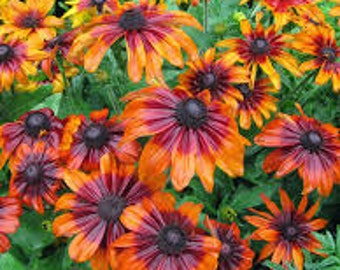 PBRU)~AUTUMN FOREST Rudbeckia~Seeds!!!!~~~~~~~~Rich, Rustic Colors!!