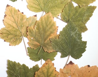 Pressed leaves for craft, green to yellow shades,flat leaves