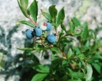 Wild Blueberry Plants