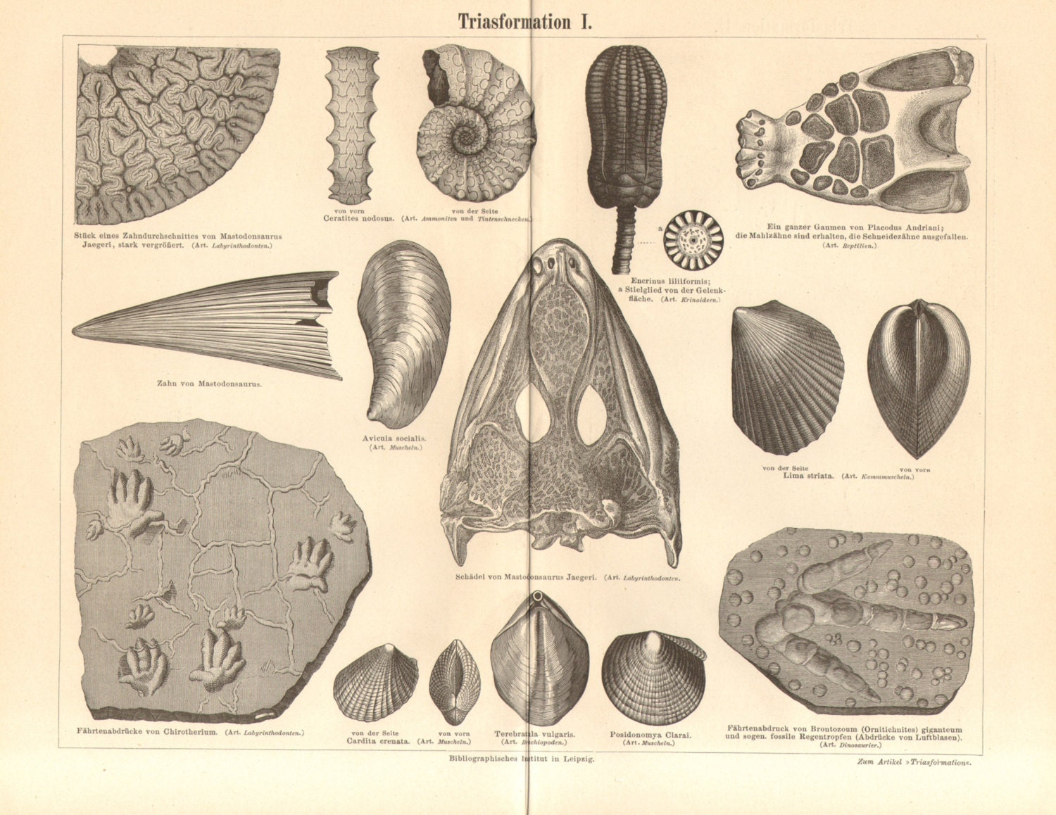 triassic fossils