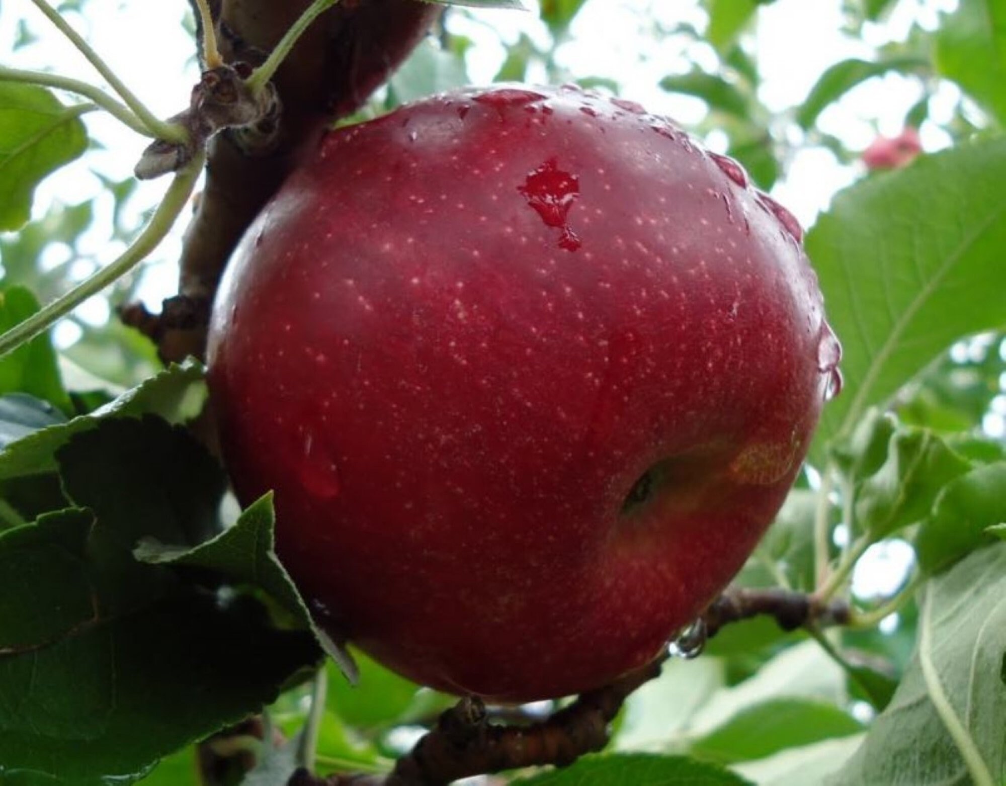 Сорт яблок джонатан. Яблоня ред джонаголд. Сорт яблок джонатан. Сорт джонатан. Яблоня джонатан.