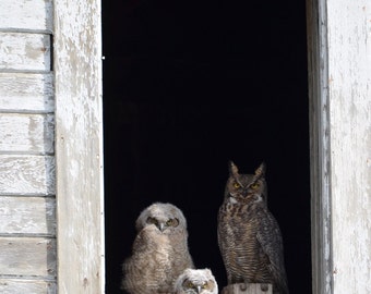 Rustic Owl Animal Art Photo Print Barnyard Farm Owl Bird Art Country Chic Nature Photography Country Decor Cute Animal Wall Art Baby Bird