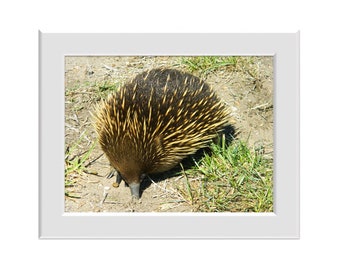 Digital Photo - Echidna - Australian Wildlife Marsupial Point Nepean