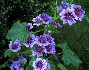 7 French Hollyhock Seeds-1192